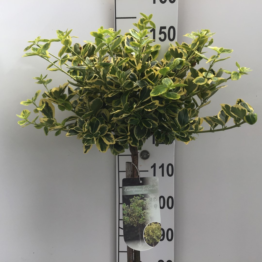 Picture of Euonymus fortunei Canadale Gold P26 (7.5 Ltr) 120/STD (LOOSE)