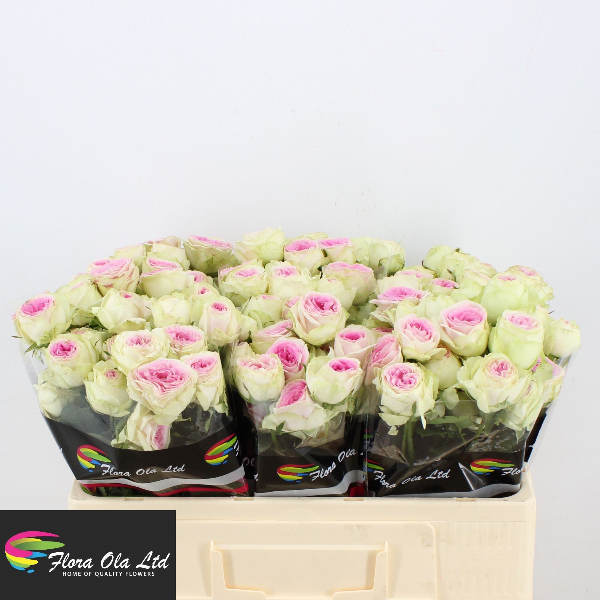 Rosa Spr Gelato 50cm