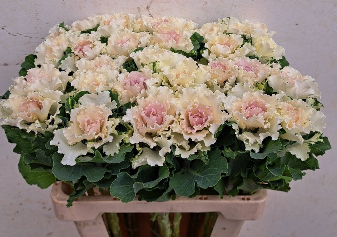 Brassica Crane Ruffle Bicolor 60cm