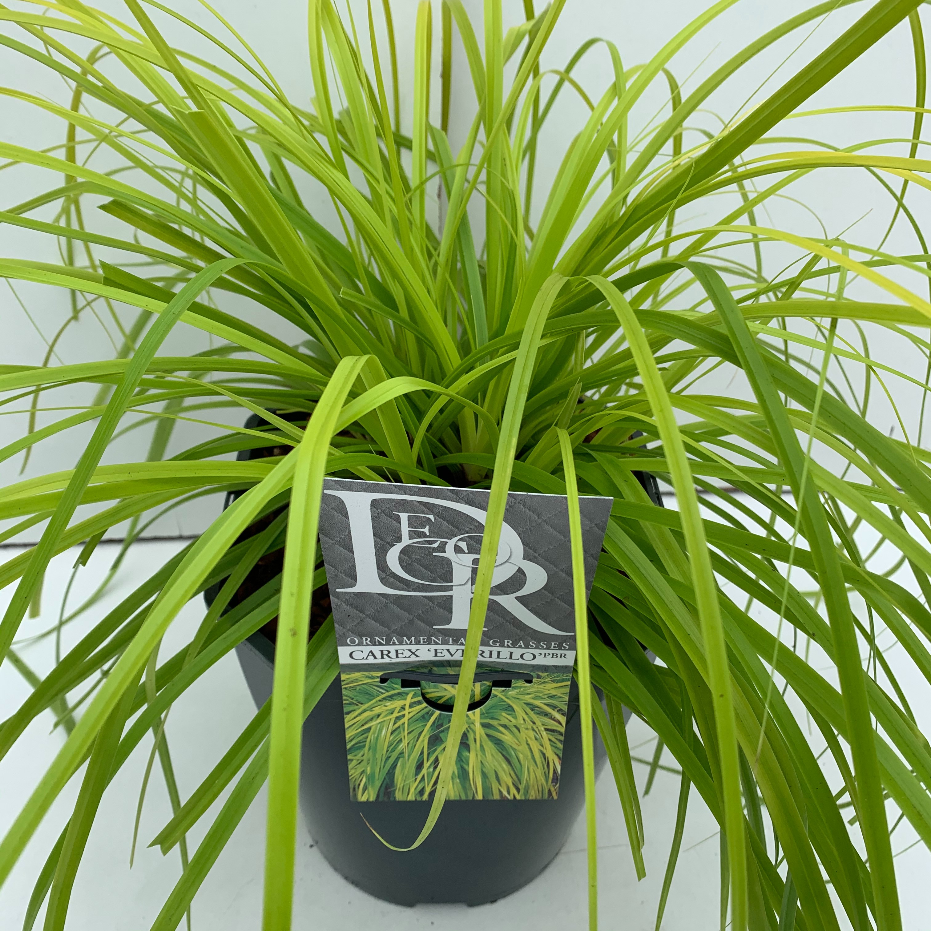 Picture of Carex Everillo P23 (5 Ltr) SQUARE