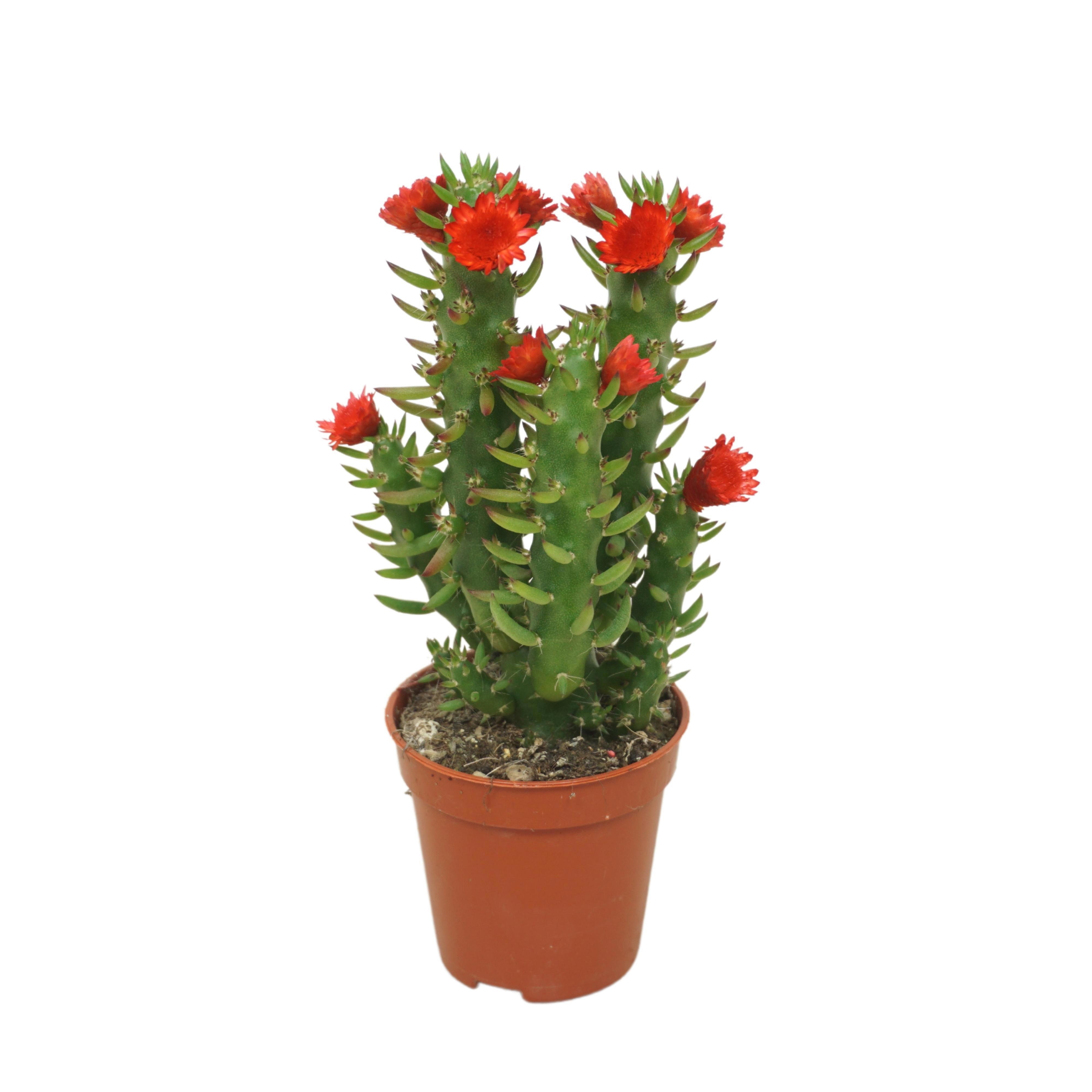 Opuntia met rode strobloem