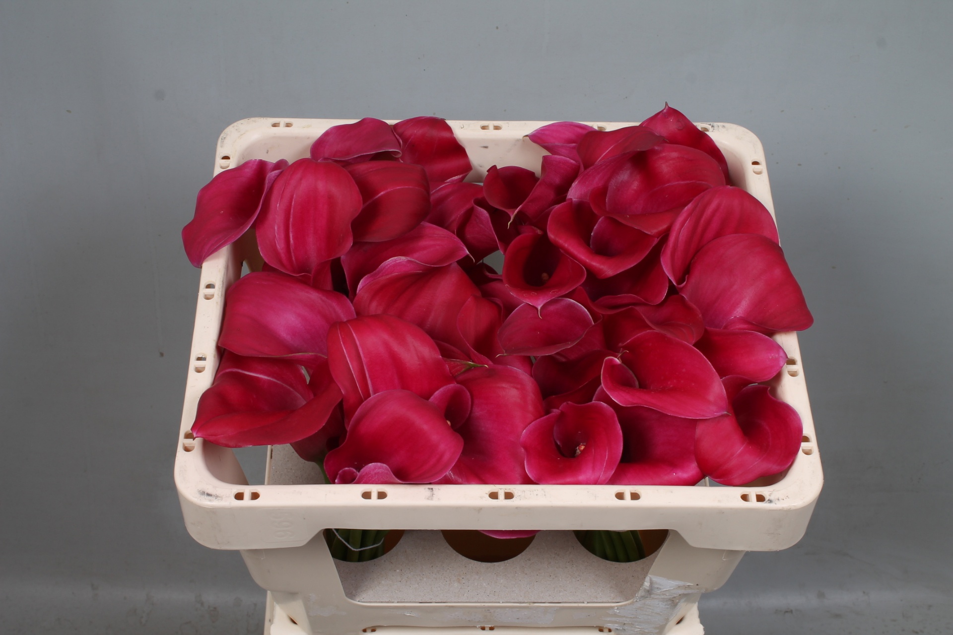 Calla Pink Jewel 45cm