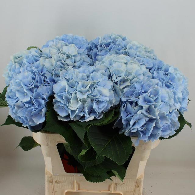 Hydr M Verena Bl