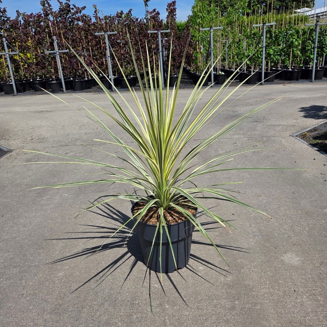 Cordyline australis 'Lime Passion'