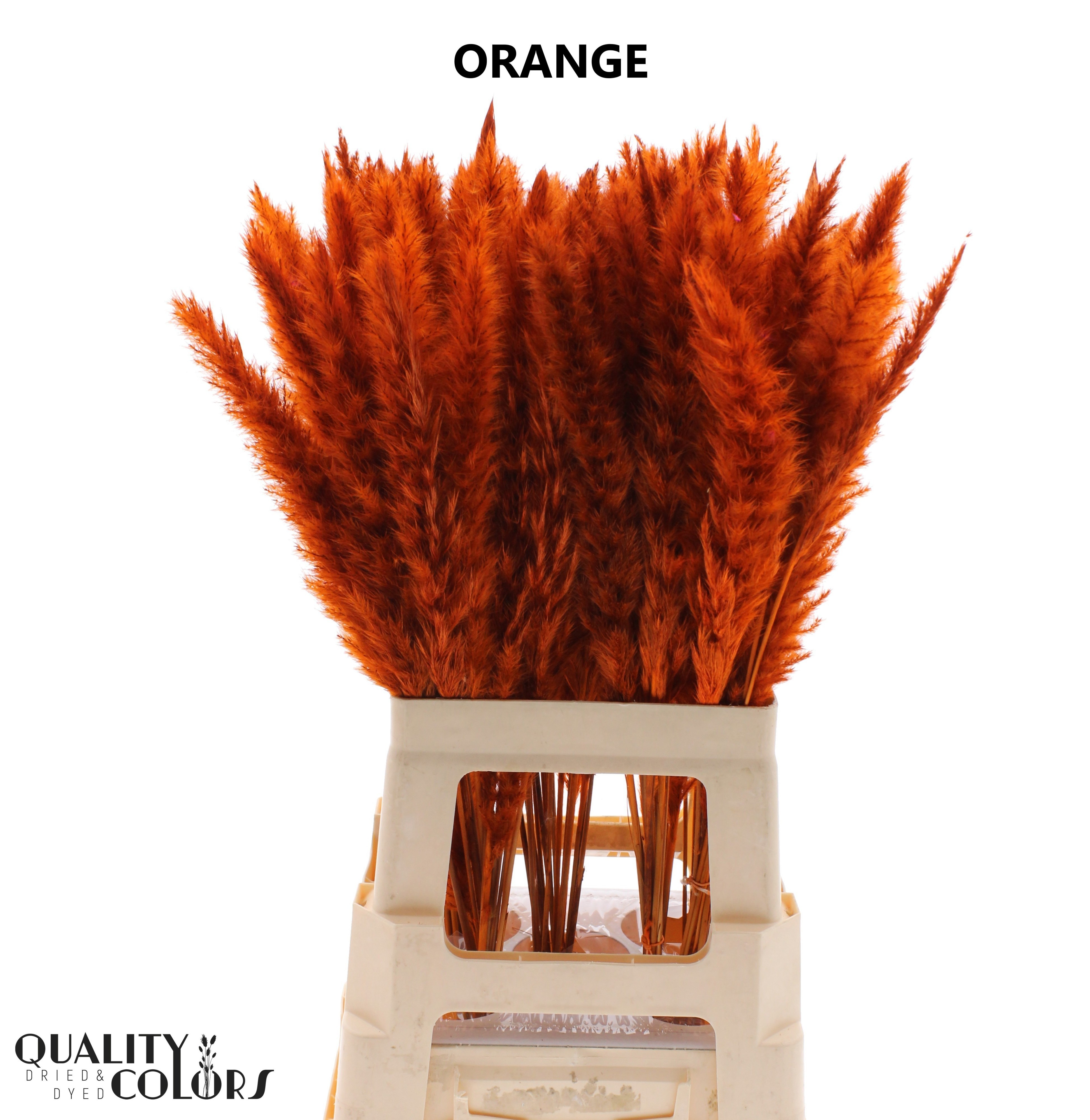 Cortaderia Selloana Dried 70cm