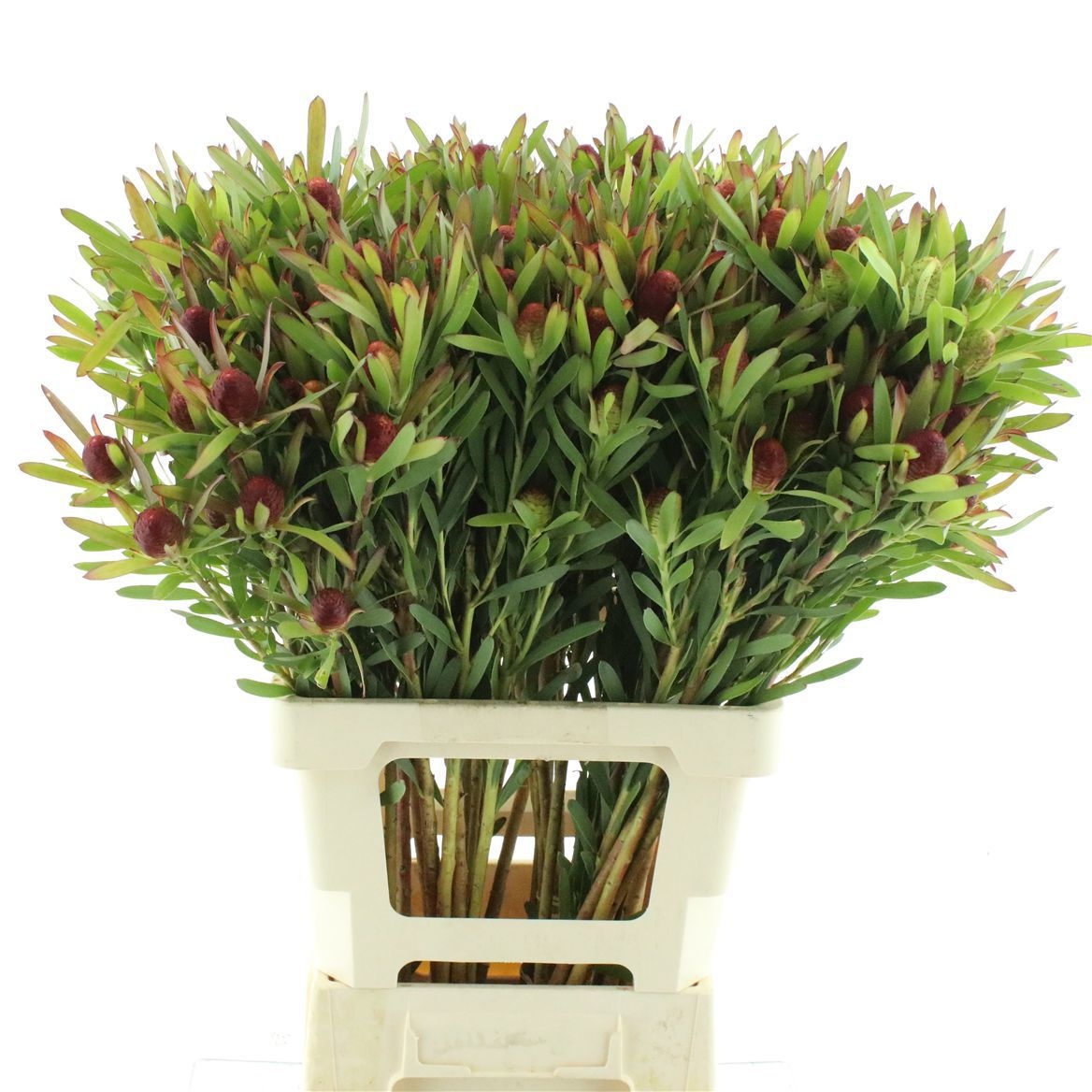 Leucadendron Blush Pearl 70cm