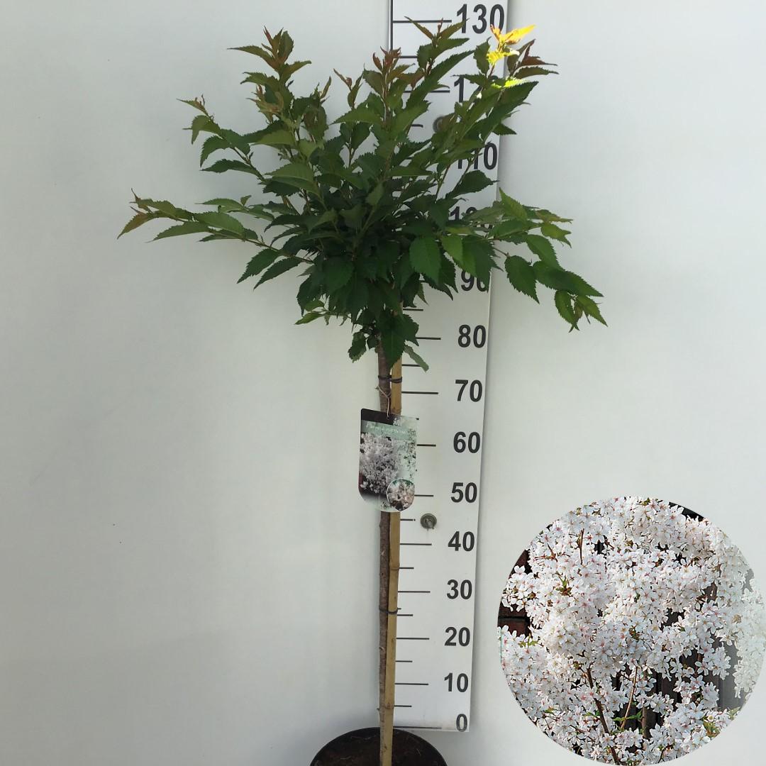 Picture of Prunus nipponica Brilliant P27 (7.5 Ltr) 90/STD