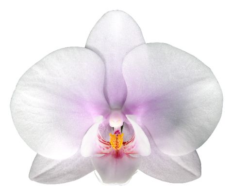 Phal Okayama