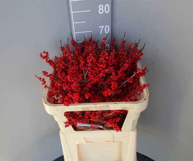 Ilex Verticlilata 70cm