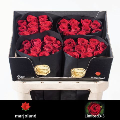 Rosa Red Naomi 70cm