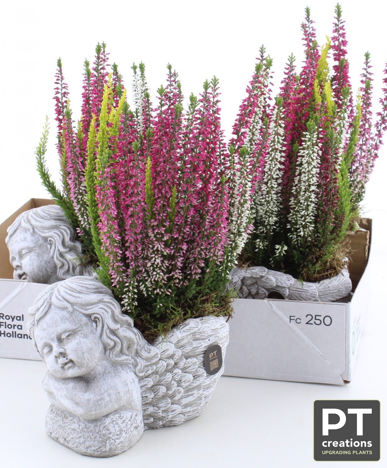 Arr Tuinplanten 18P 33cm 22bloei