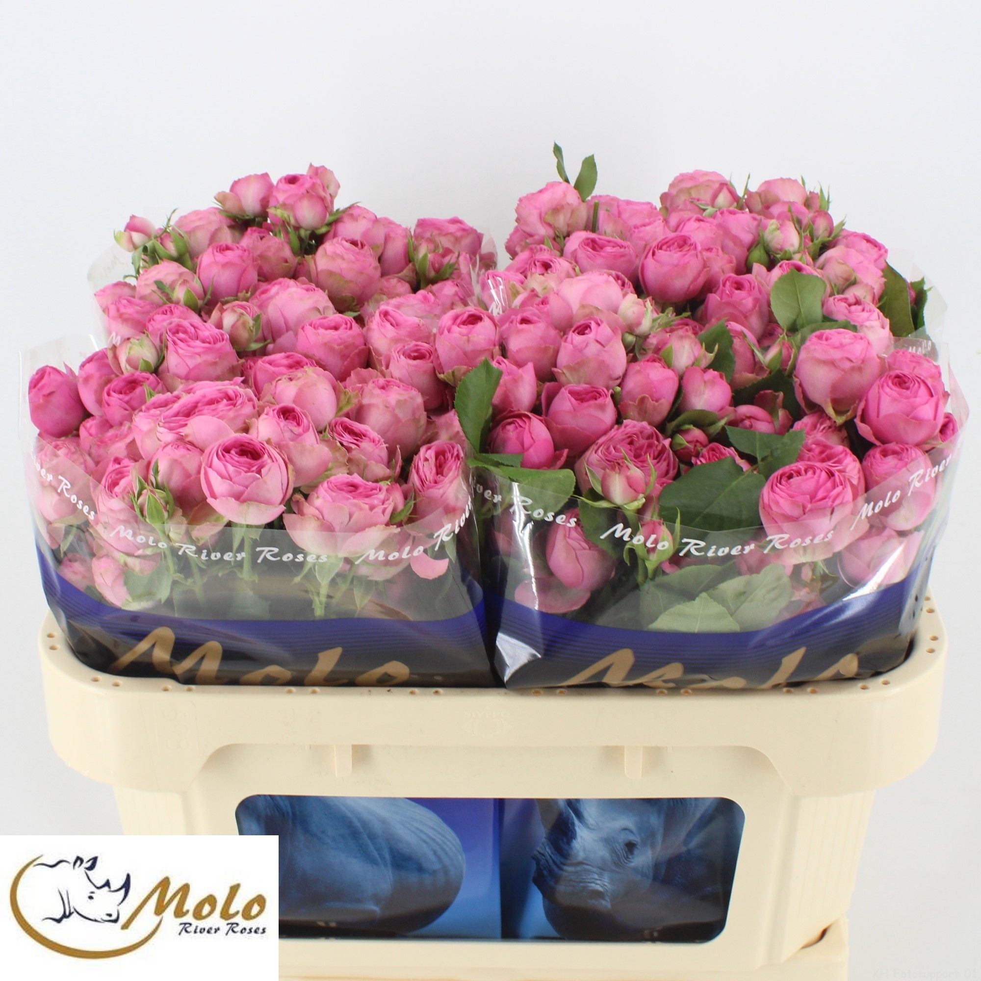 Rosa Spr Giselle 70cm