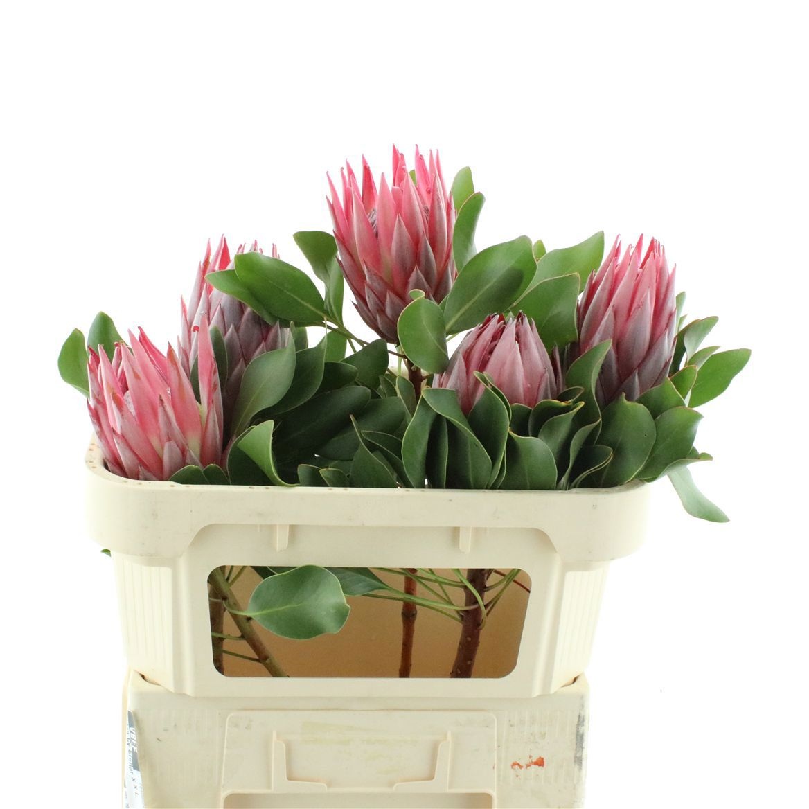 Protea Cynaroides 70cm