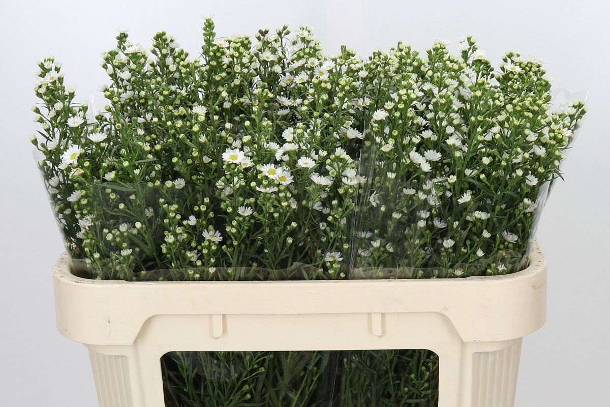 Aster Paquita 70cm 20gram