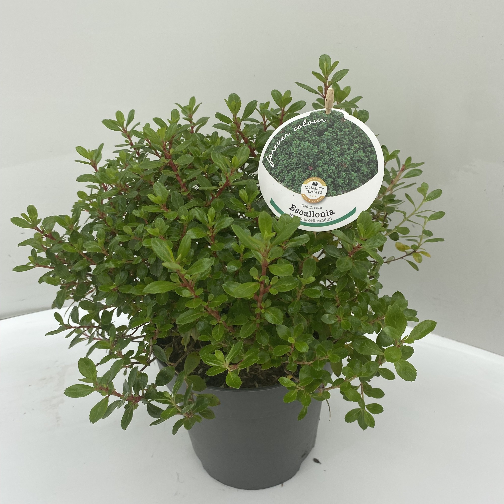 Picture of Escallonia Red Dream P17 (2 Ltr)