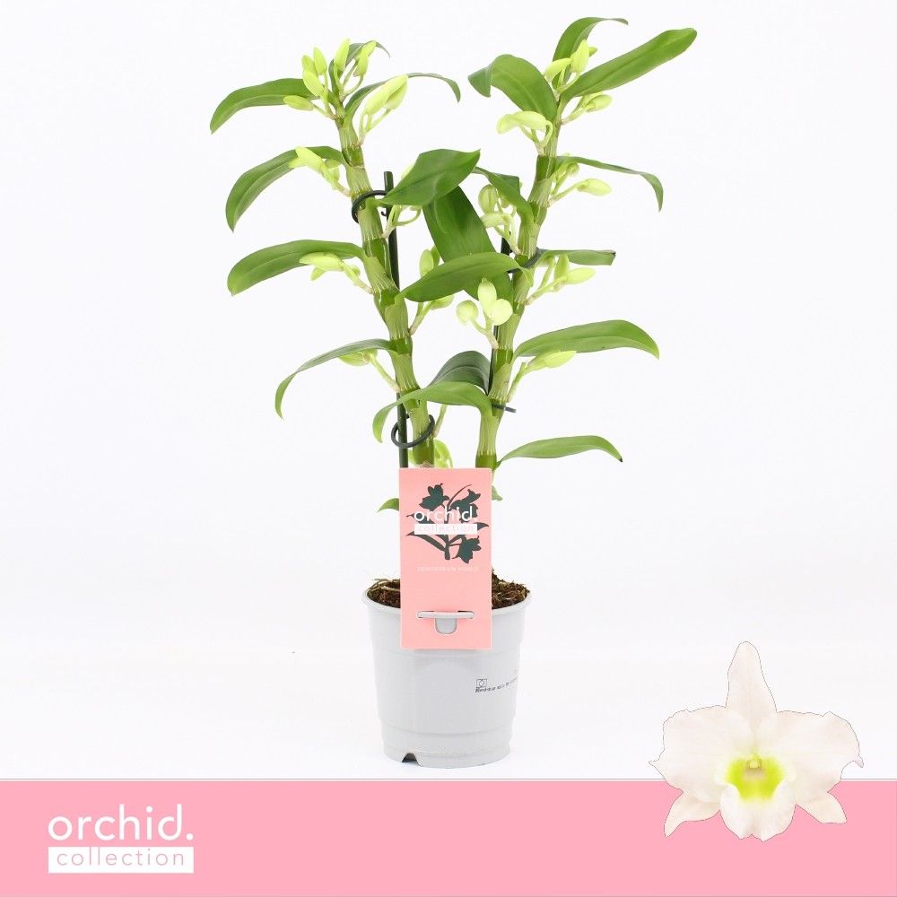 Dendrobium Star Class Apollon 12Ø 40cm 2st