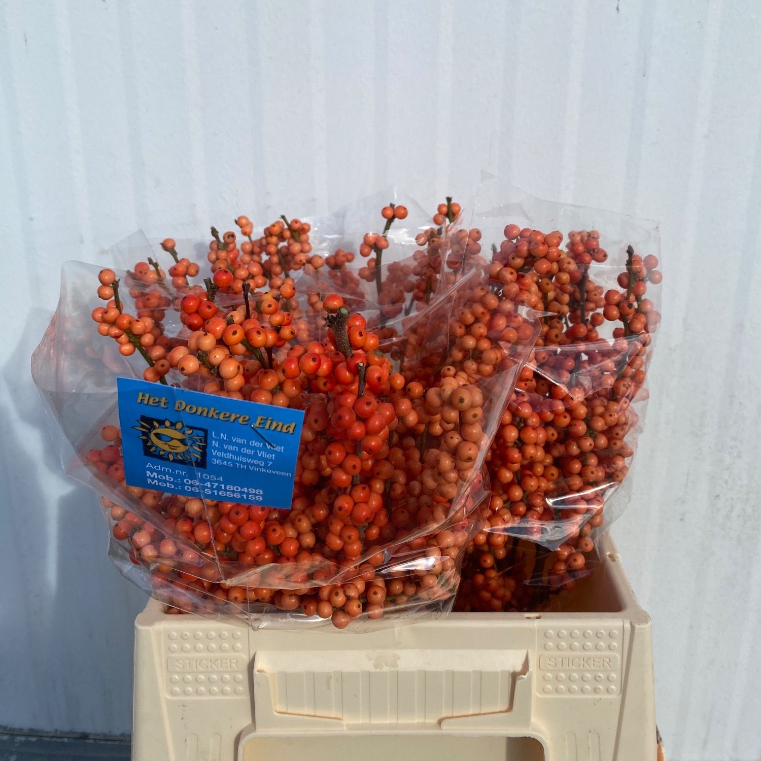 Ilex Winter Gold 40cm