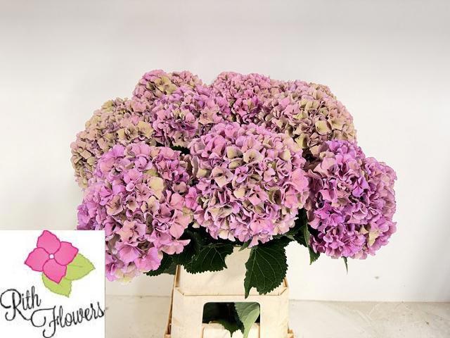Hydrangea Royal Parade Classic 60cm 21Ø