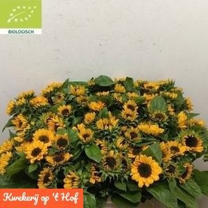 Helianthus Sonja 50cm