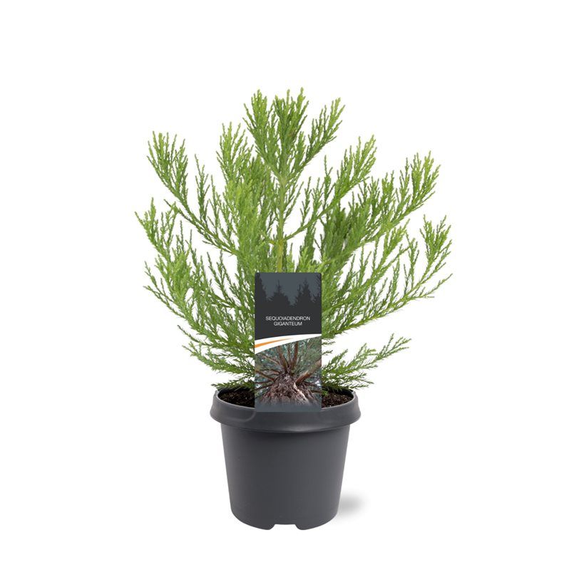 Sequoiadendron giganteum