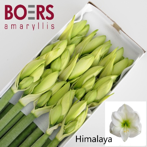 Hipp Ga Himalaya 4bl