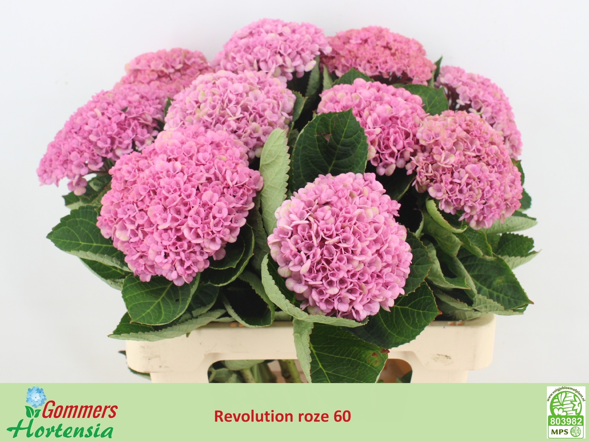 Hydrangea Revolution Pink 60cm 14Ø