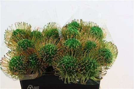 Leucospermum Naomi Painted 40cm