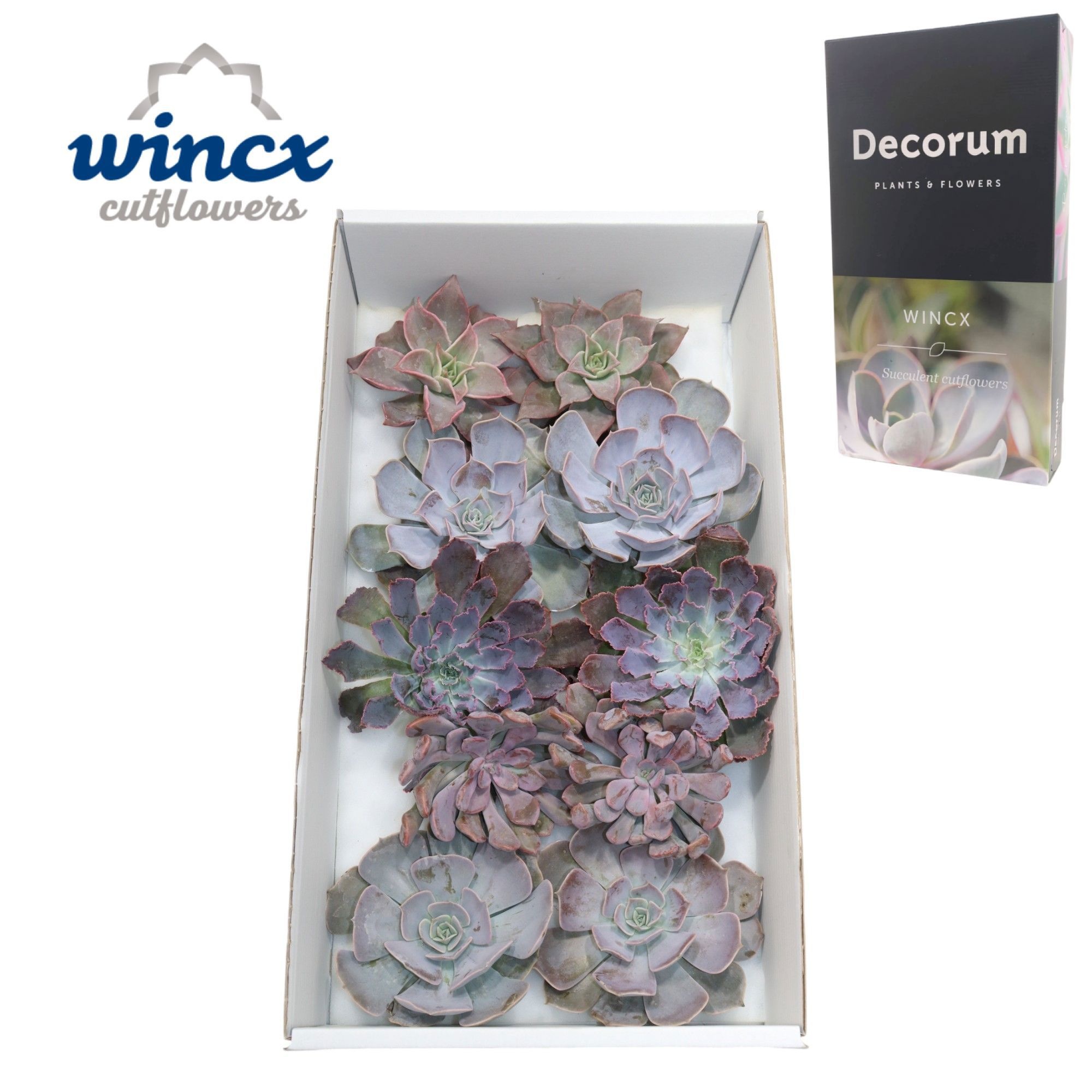 Echeveria Love Mix (wincx) Cutfl (5 Spcs)