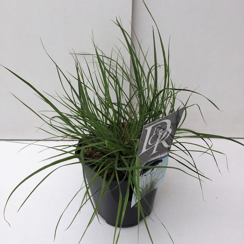 Pennisetum 'Little Bunny' p17 Camm