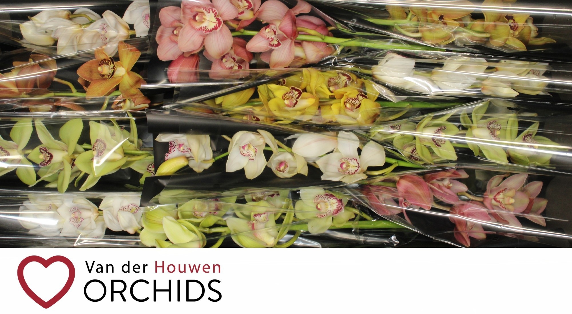 Cymbidium Asst 6bl