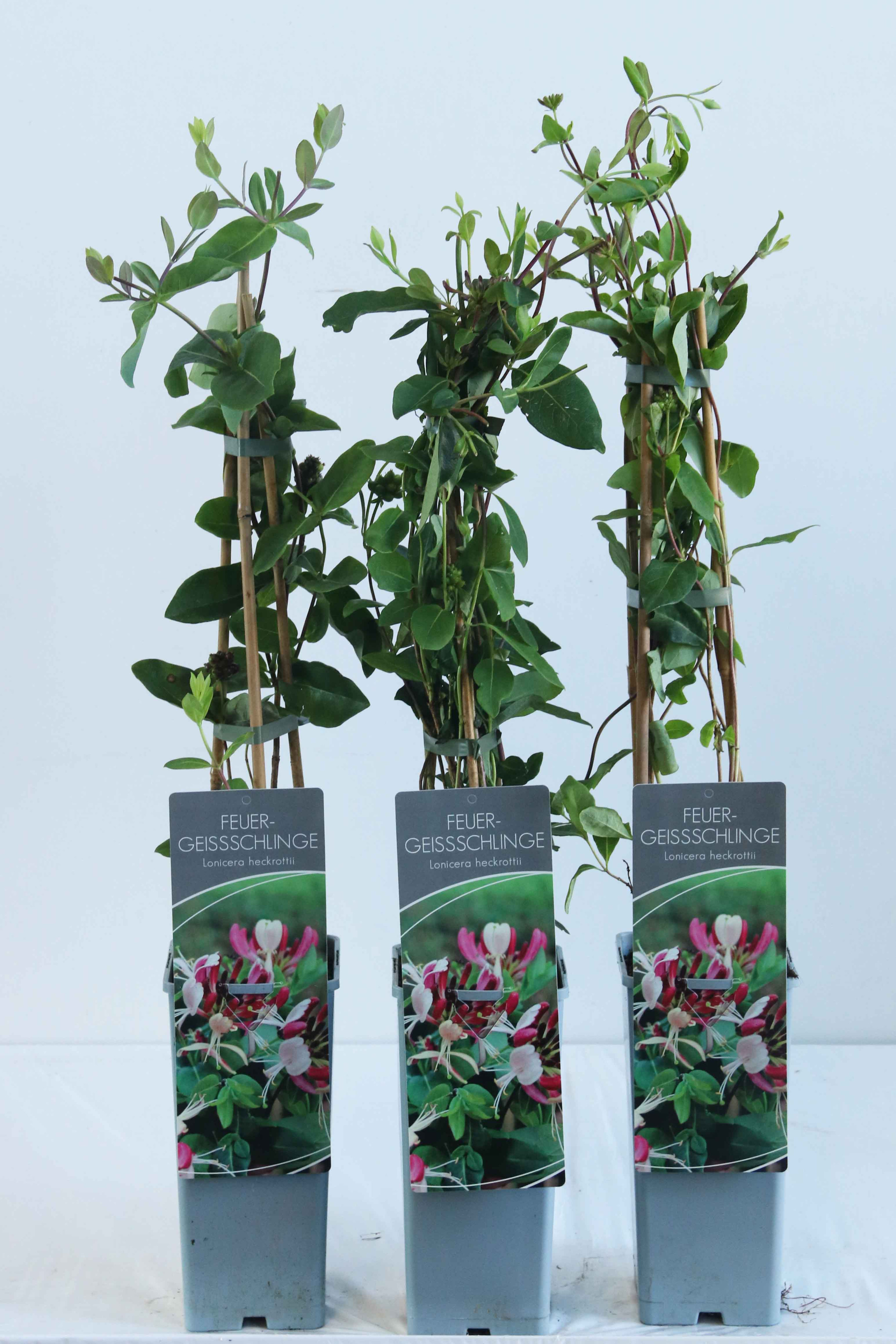Lonicera heckrottii