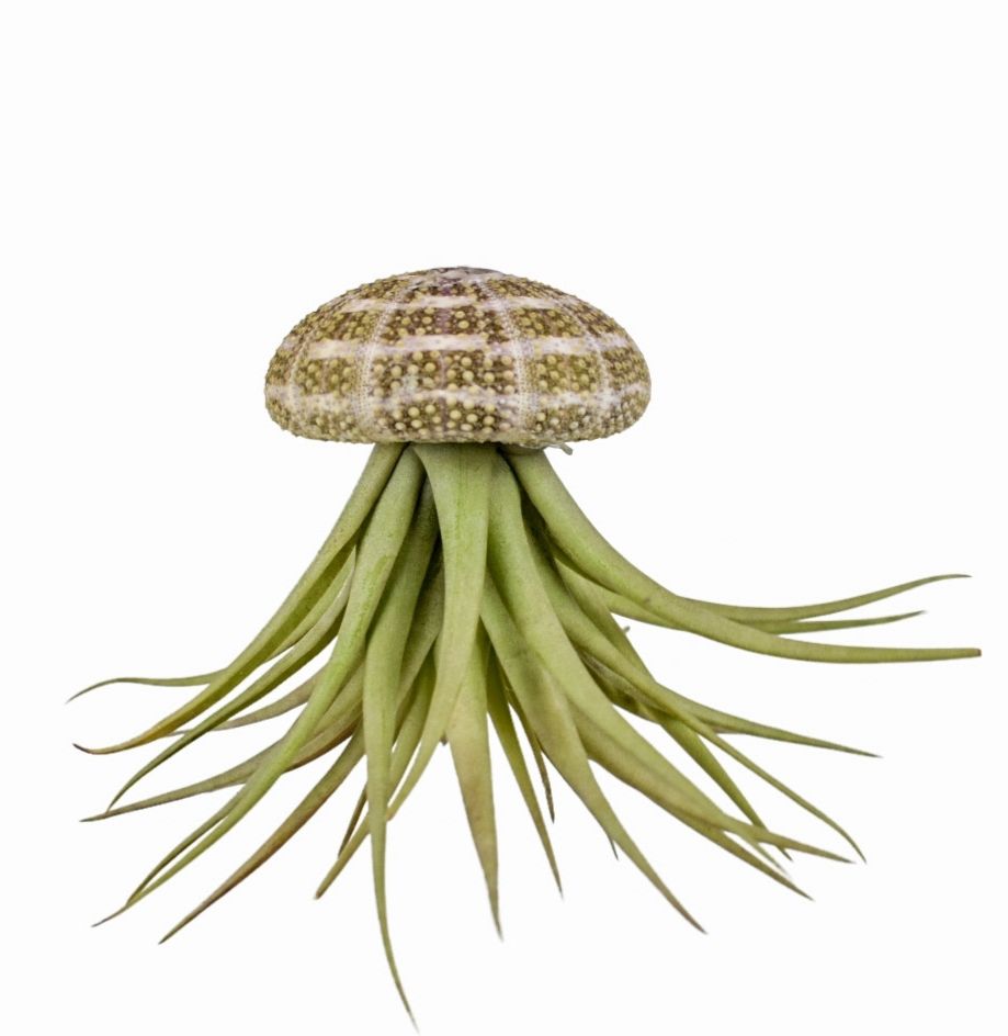 Arr Tillandsia 6P 12H 11bloei