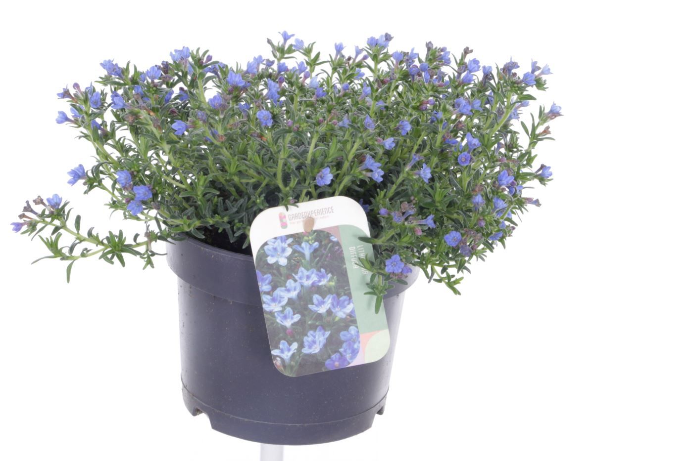 Lithodora diffusa Tidepool Sky Blue