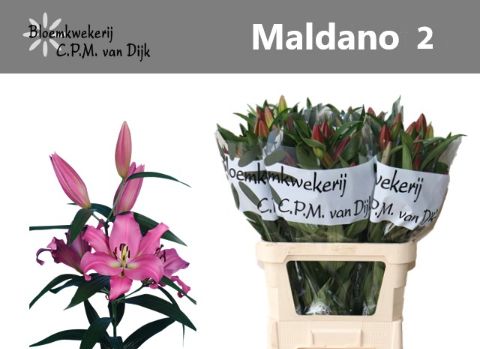 Lilium Ot Maldano 80cm 2/4bl