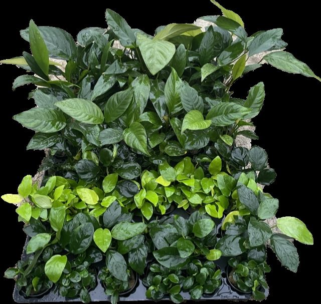 Anubias mix pot 54 stuks