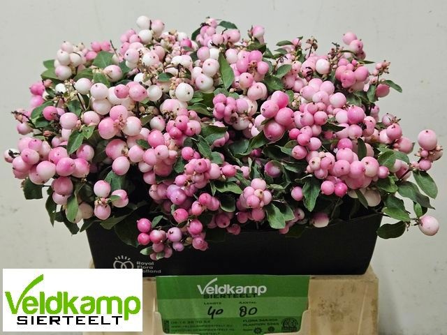 Sympho Mag Ruby Fall 40cm