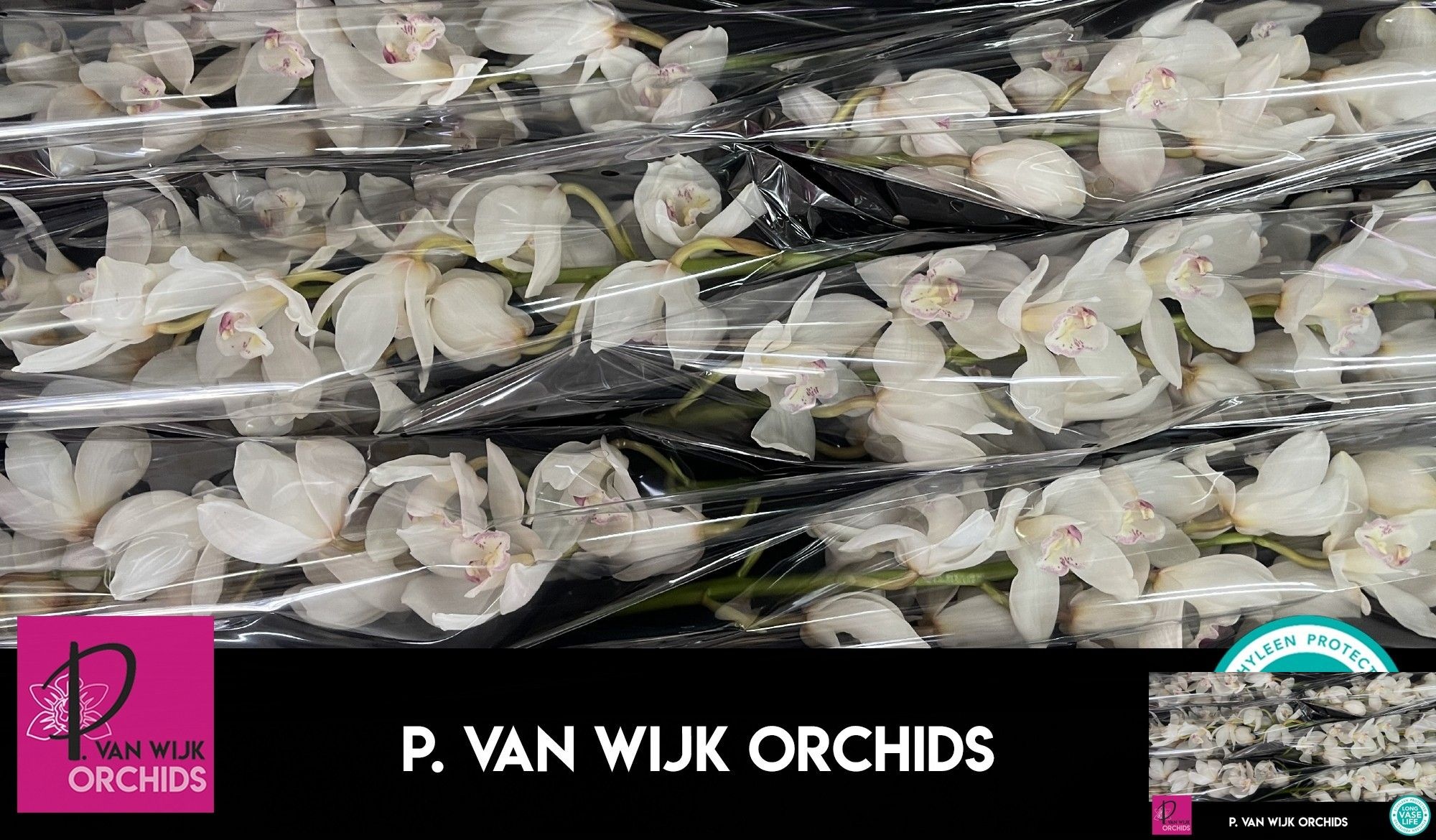 Cymbidium Antonella 12/15bl