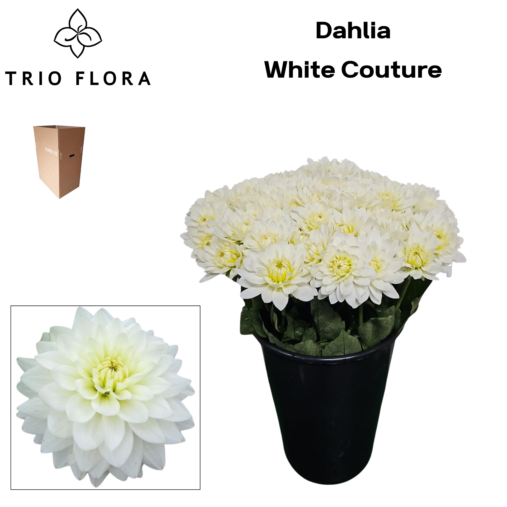 Dahl White Couture Aqua Box