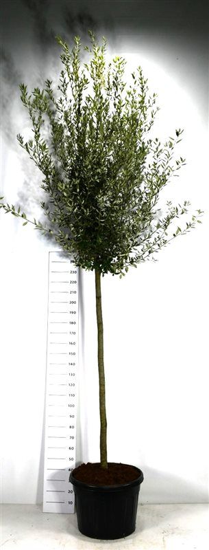 Quercus ilex