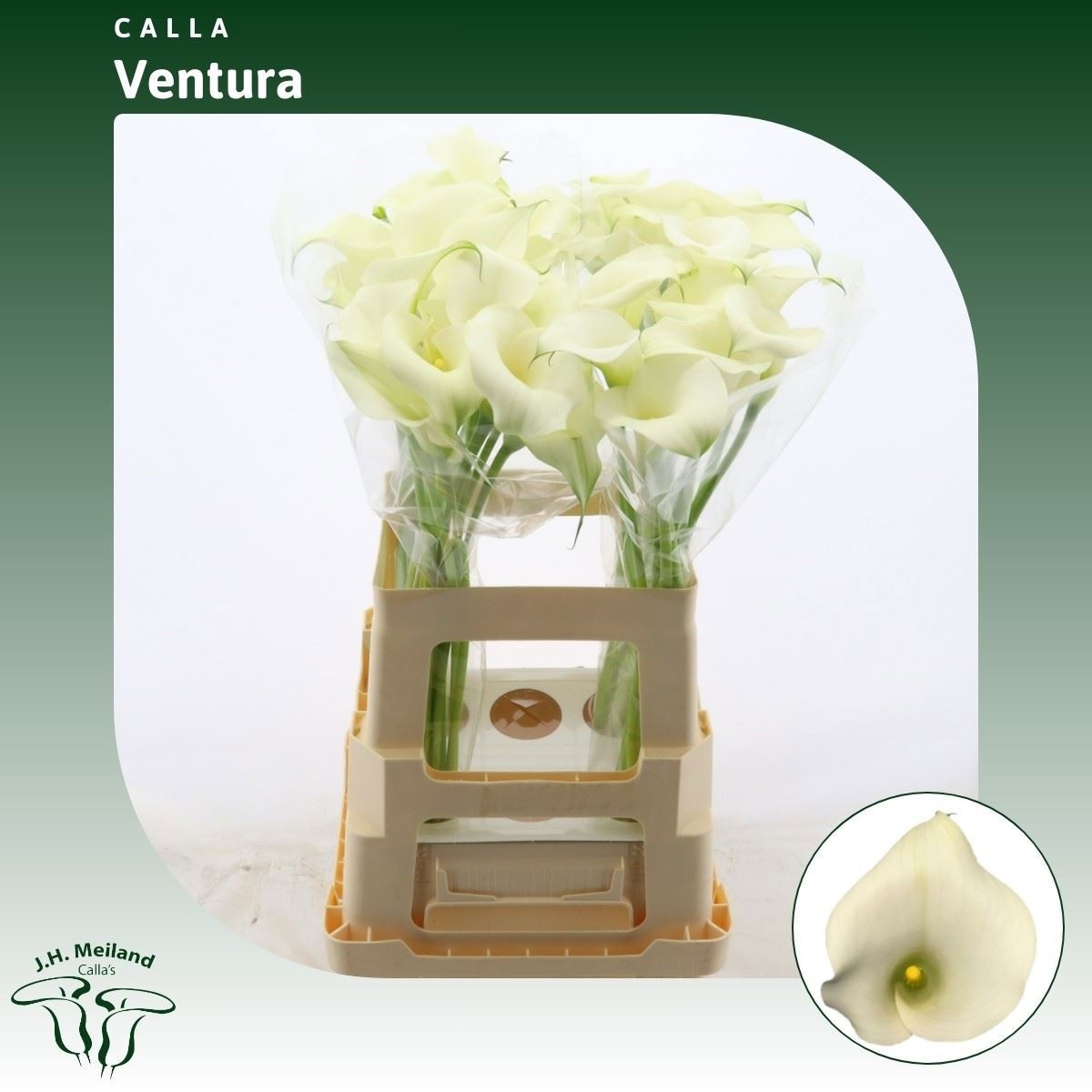 Calla Capt Ventura 65cm