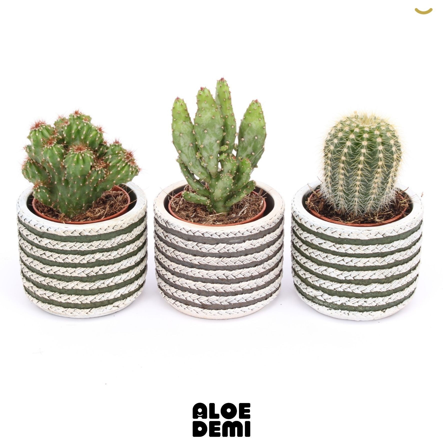 Cactus Gemengd 8Ø 11cm