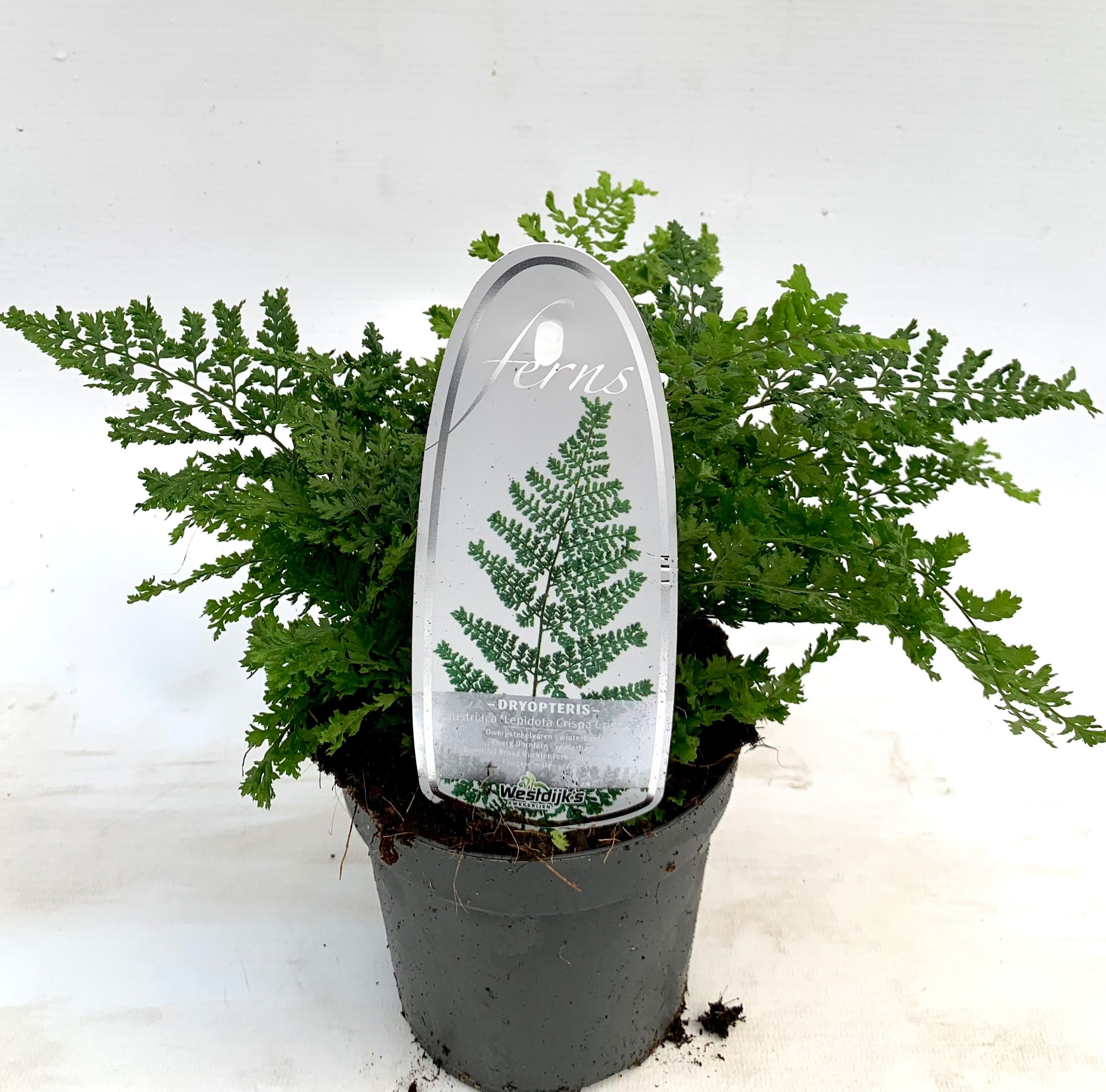 Dryopteris dilatata 'Lepidota Cristata'