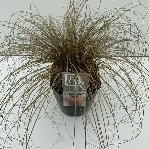 Carex 'Bronze Form' p23 Cammeraat