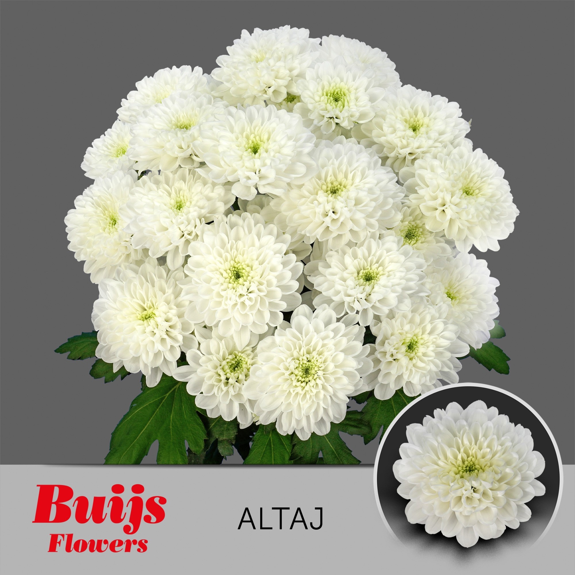 Chrys Spray Altaj 85gram