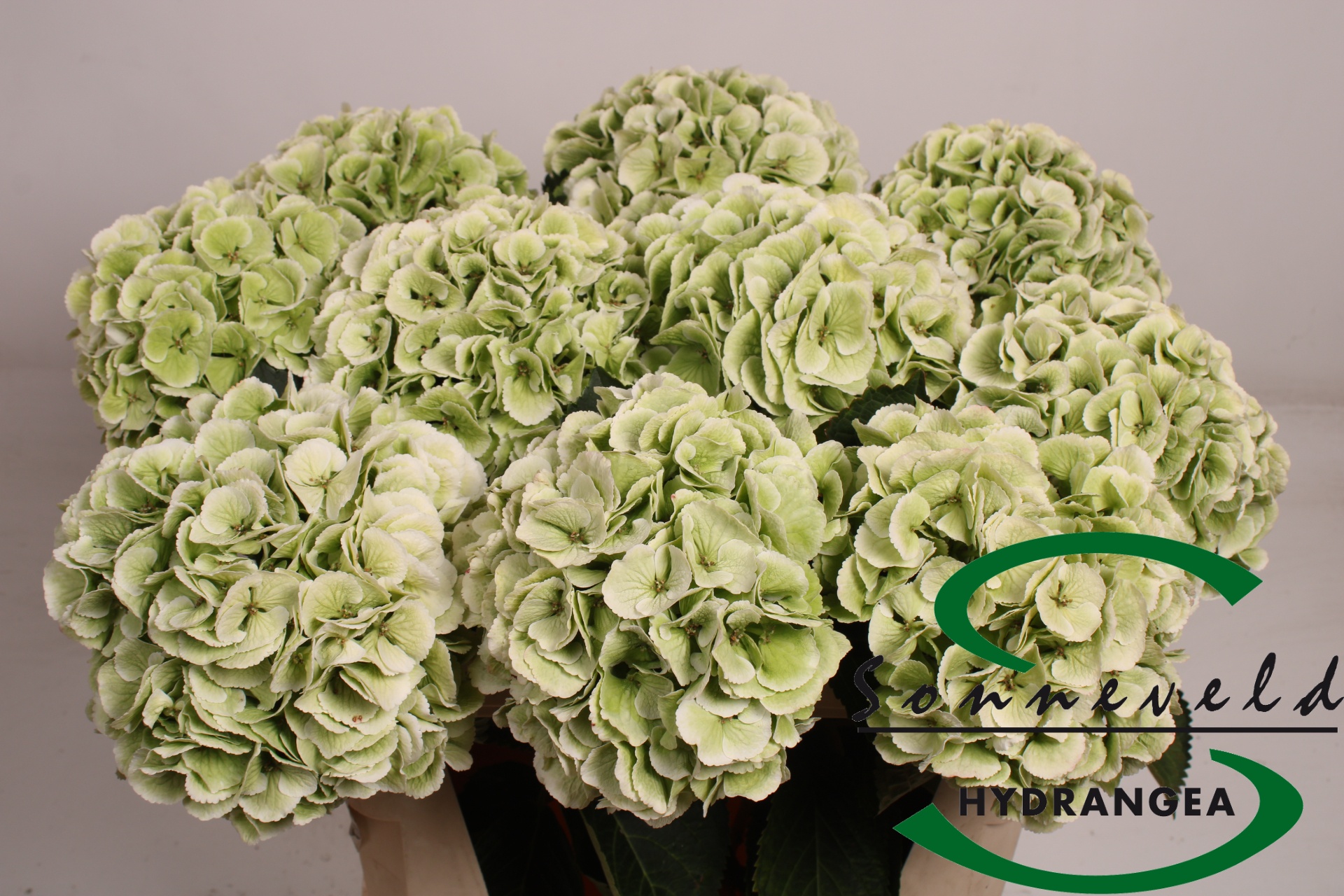 Hydrangea Schneeball Classic 70cm 21Ø