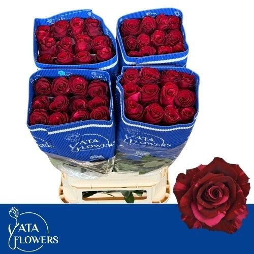 Rosa Red Panther 90cm