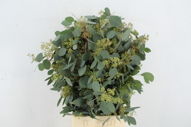 Euc Ov Blad Bs 65L.cm 300gram