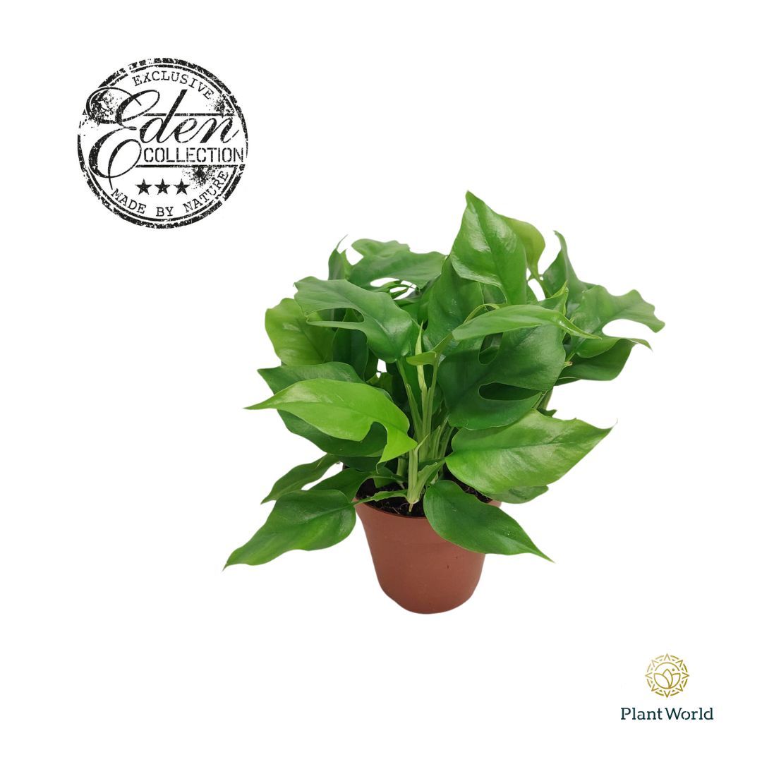 Monstera deliciosa 'Piccolo' | Gardenline