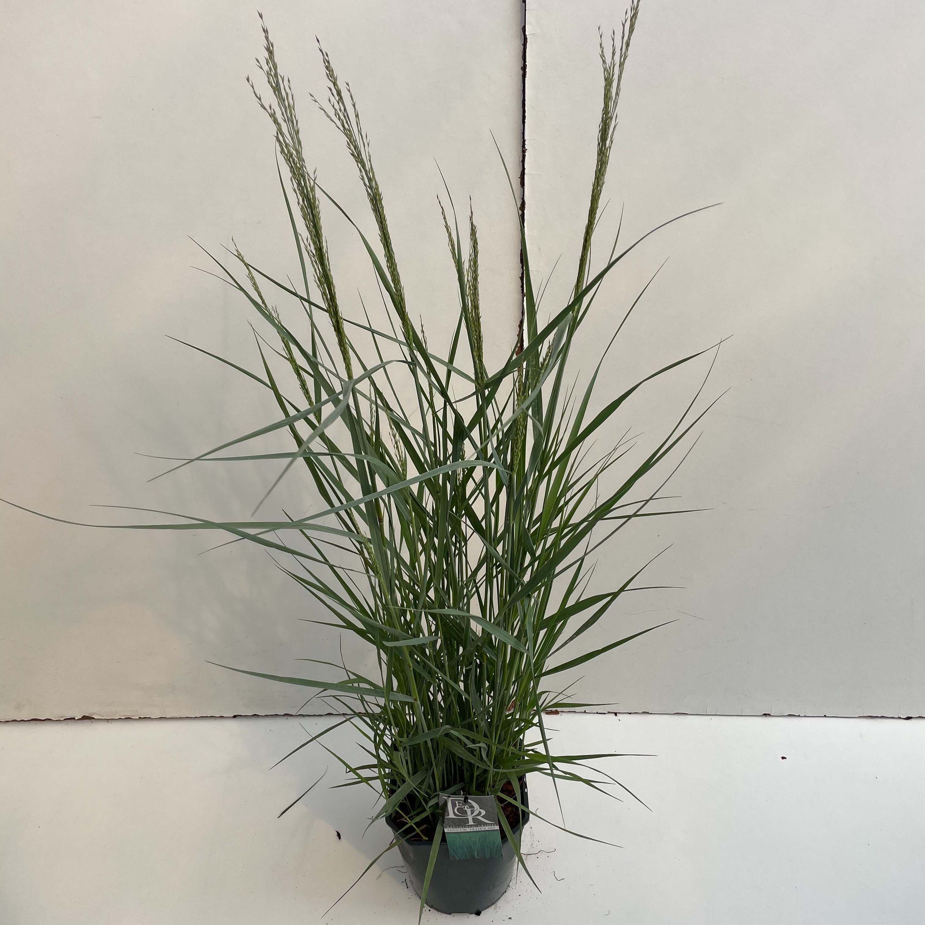 Picture of Panicum Prairy Sky P23 (5 Ltr) SQUARE