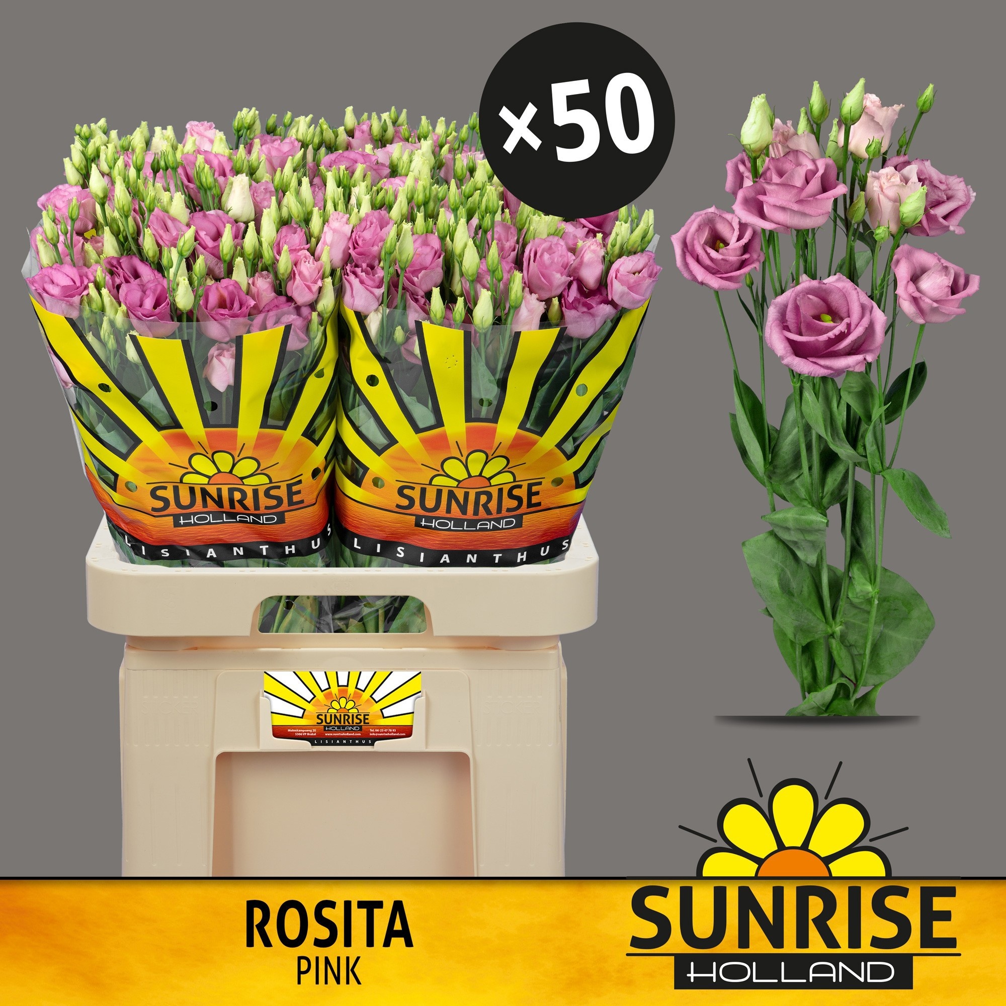 Eus G Rosi Rose Pink